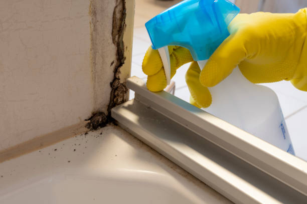 Best Toxic Mold Removal  in Ackley, IA
