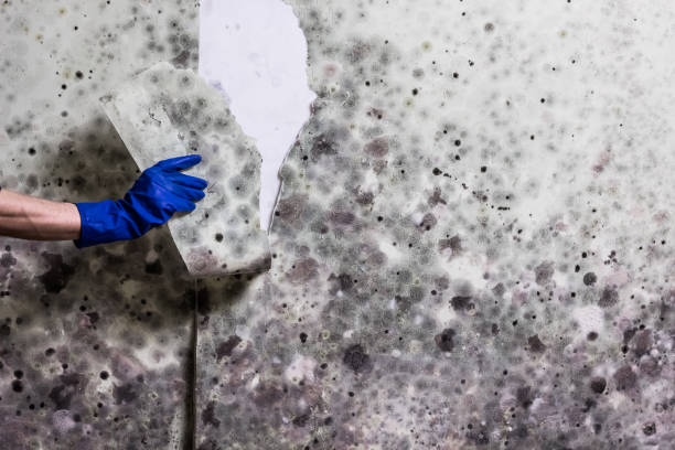Attic Mold Removal in Ackley, IA