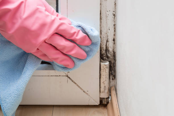 Best Crawl Space Mold Removal  in Ackley, IA